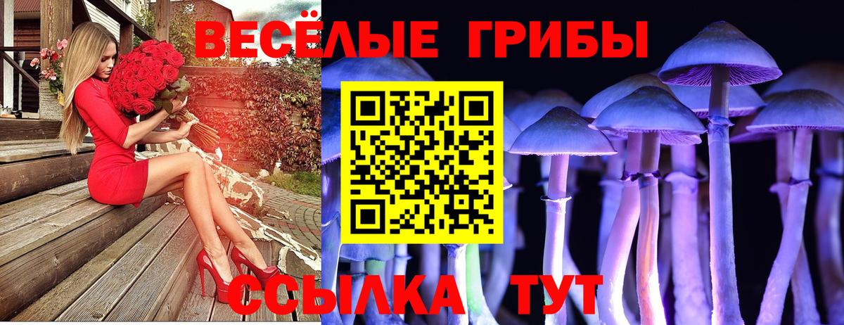 Псилоцибиновые грибы прущие грибы  Вход с VPN  Майкоп  Галлюциногенные грибы Psilocybe 